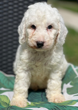 ASLAN 6663M_edited.jpg