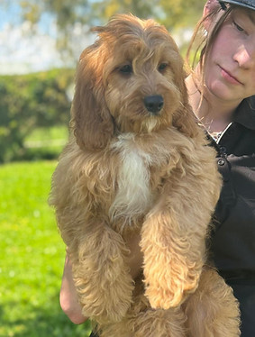 CARTER 956000017248321 M