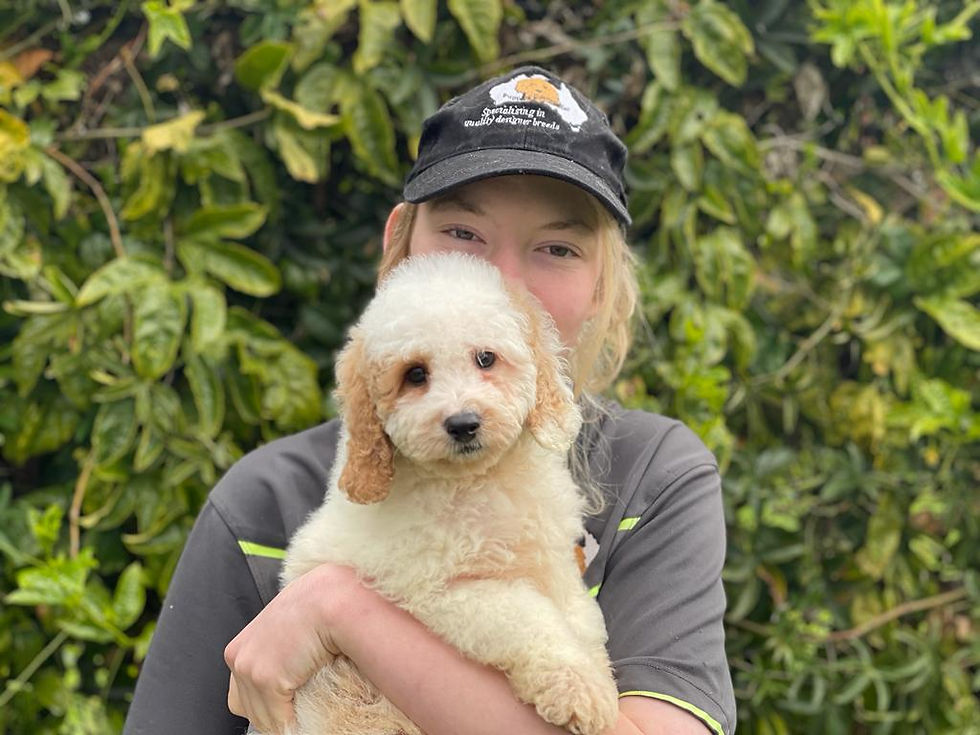 Spoodle Puppy 6060M