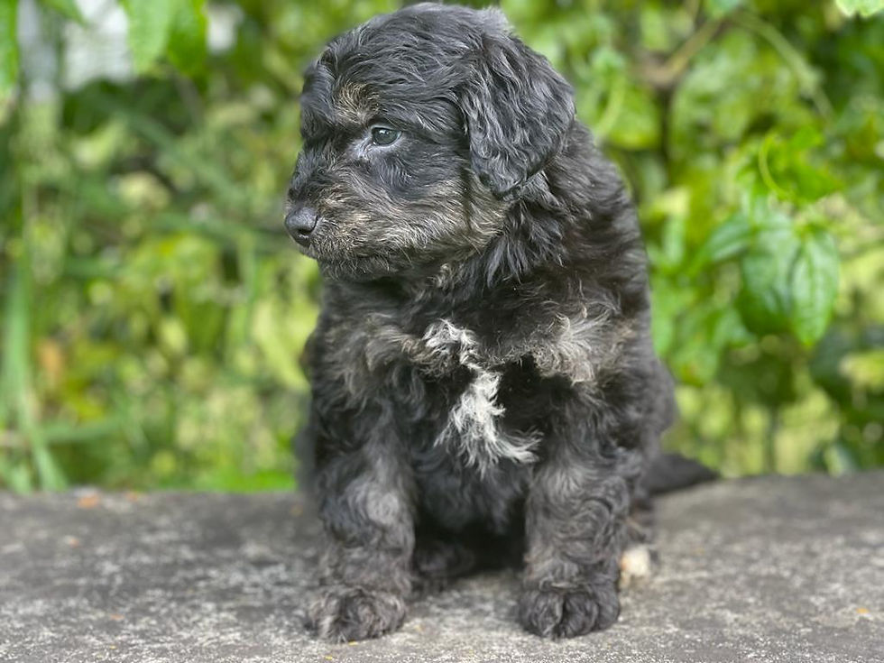 Minx's Male Aussiedoodle Puppy MChip3643