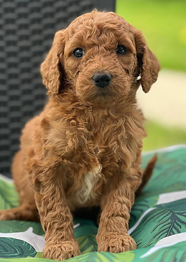 ROSIE 956000019537869 F