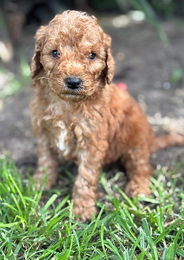 ARCHER 956000018870185 M