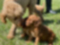 Our DNA profiling test provides you with the opportunity to verify who the parents of your puppy are.