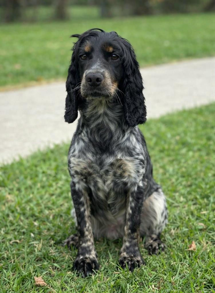 Myla Female Cocker Spaniel
