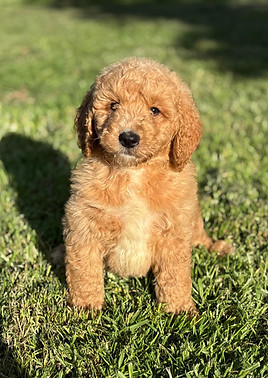 WILL 956000018927449