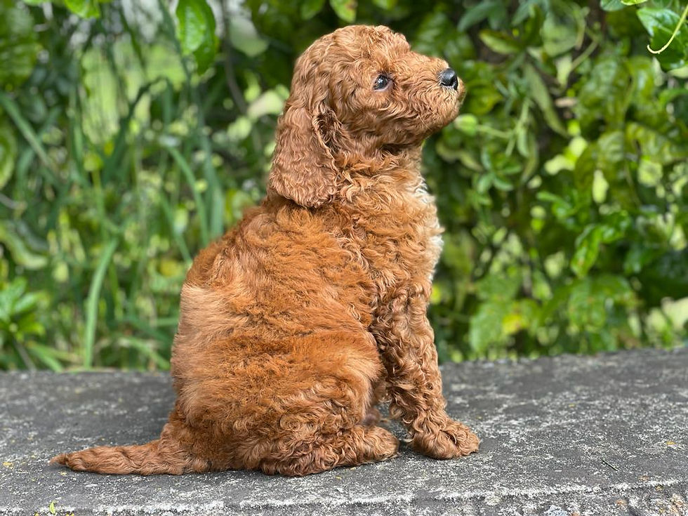 Lilly's Male Labradoodle Puppy MChip 6095