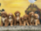 Copy of Mini Labradoodle Puppies