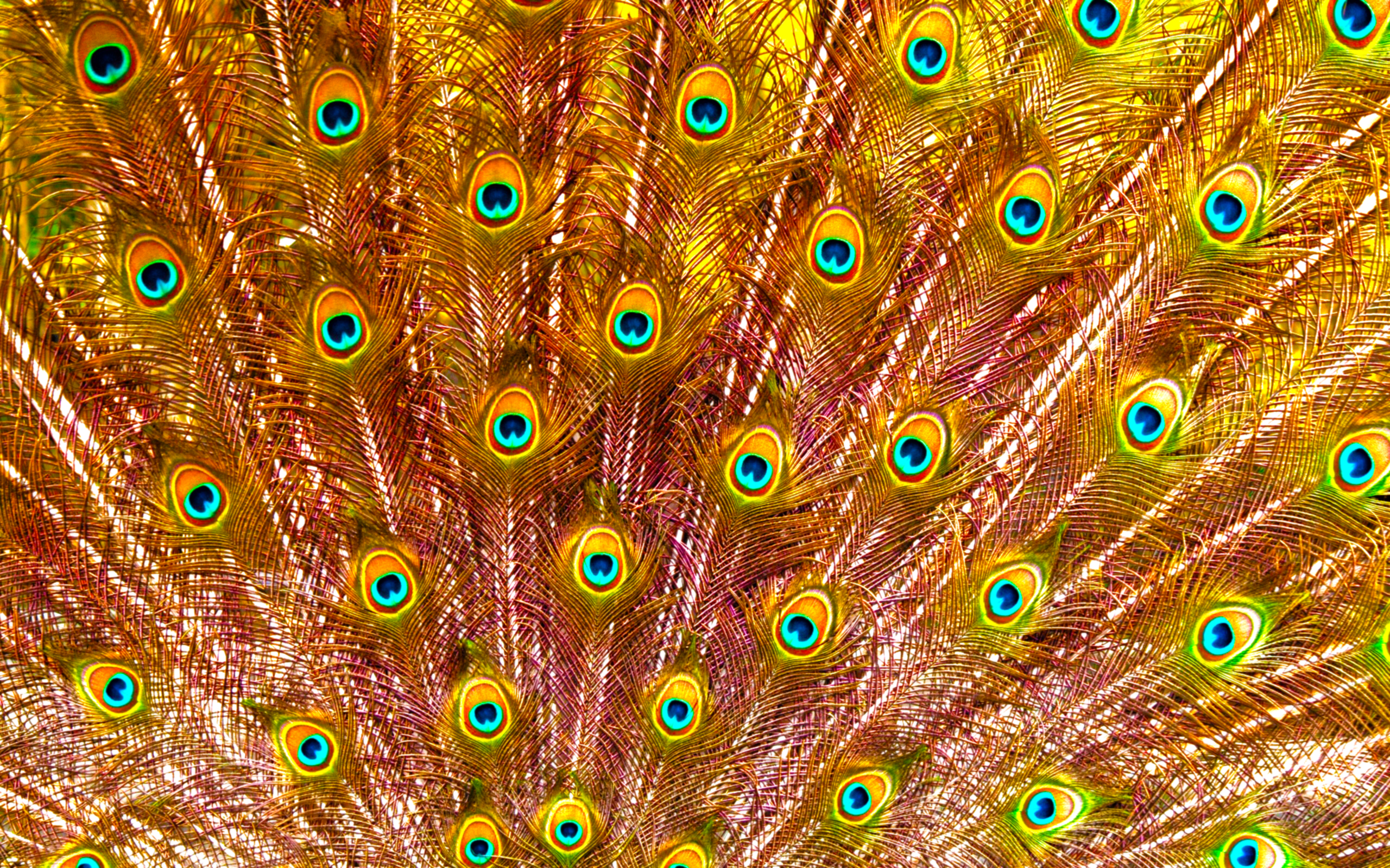 Golden "Pavo" Feathers
