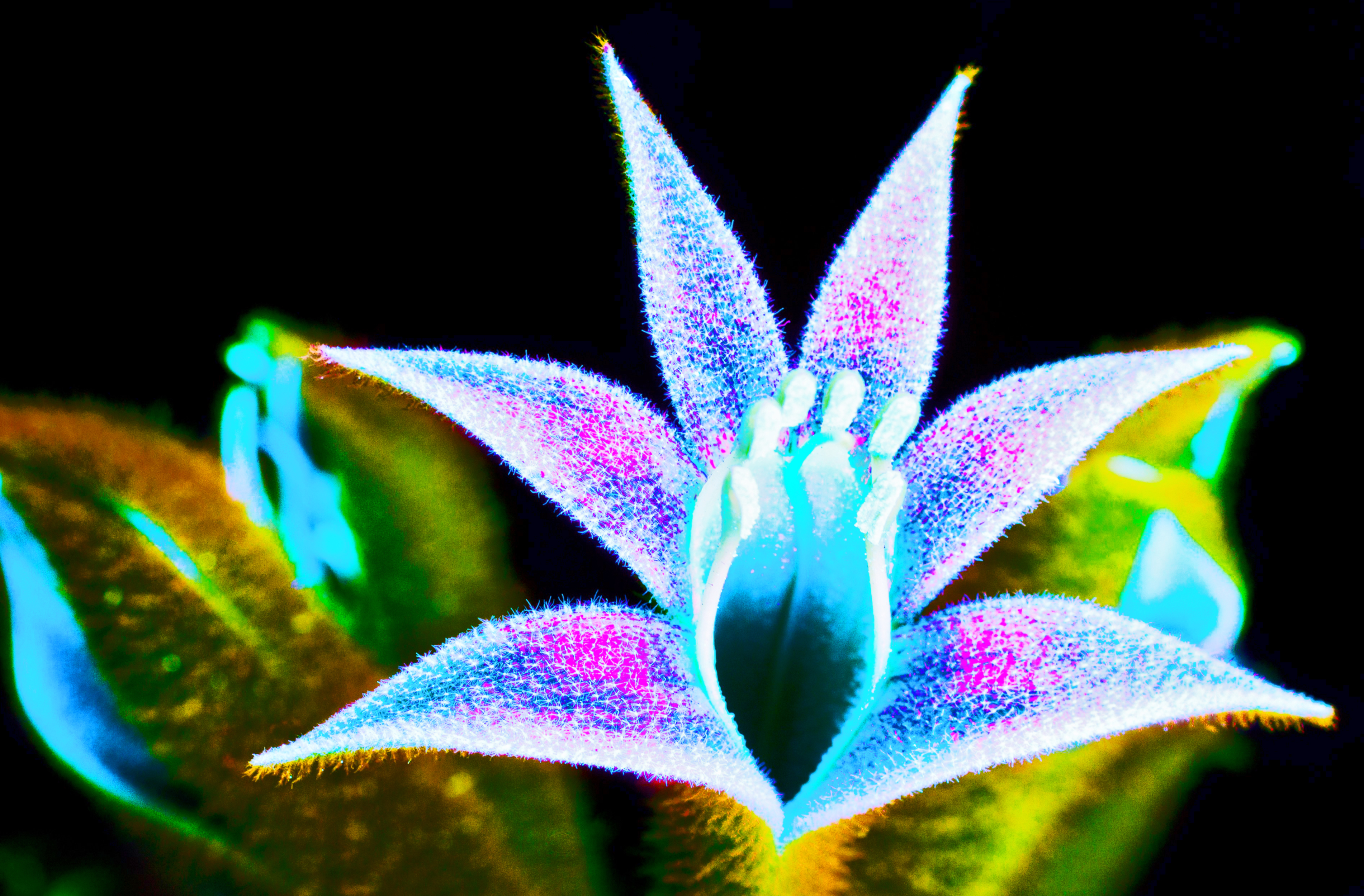 Photosynthetic Cells