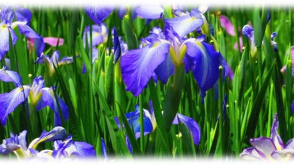 May 2026 Voice of the Divine Parent