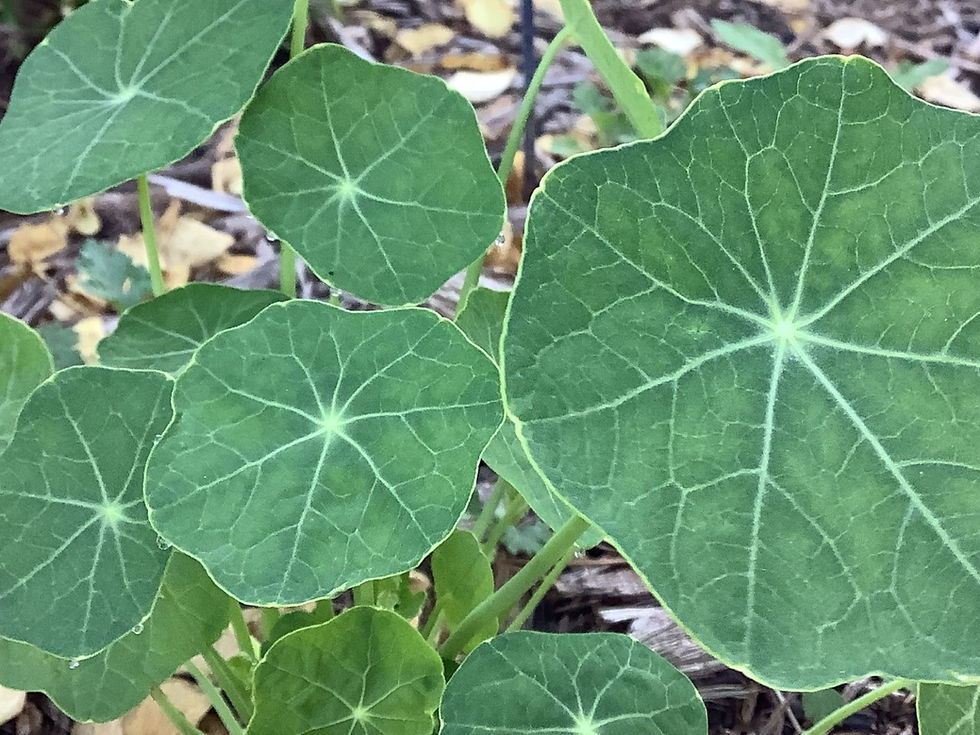 Nasturtium leaves