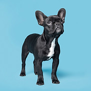 Chien Blue