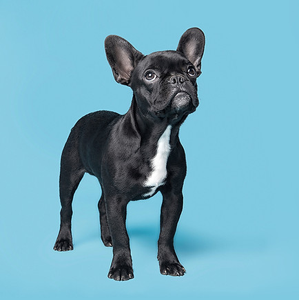 Dog on Blue