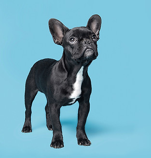 Dog on Blue