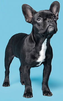 Dog on Blue