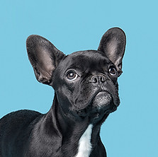 Dog on Blue
