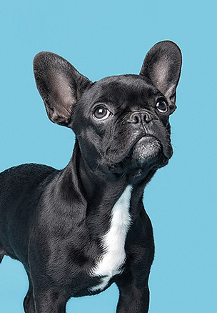 Perro en azul