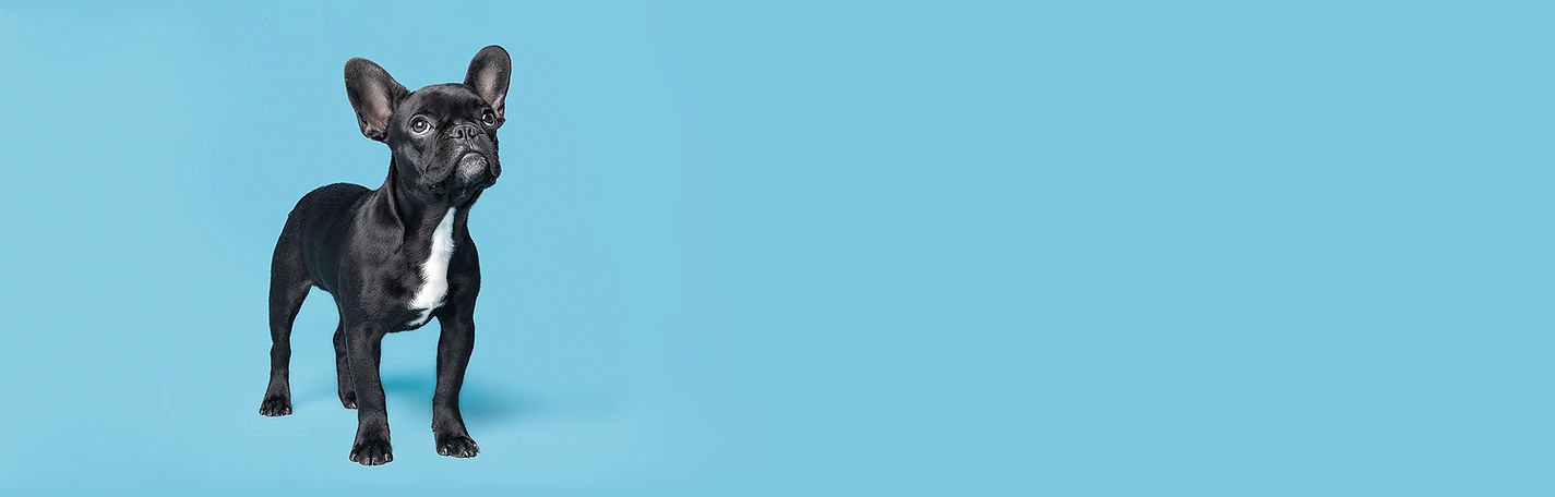 Dog on Blue