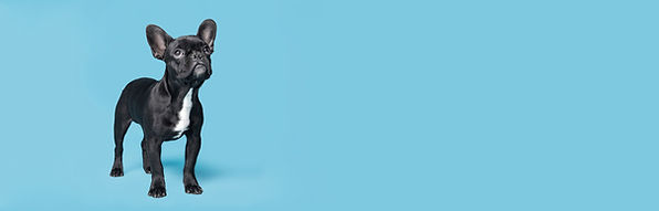 family pet center palatine il local vet