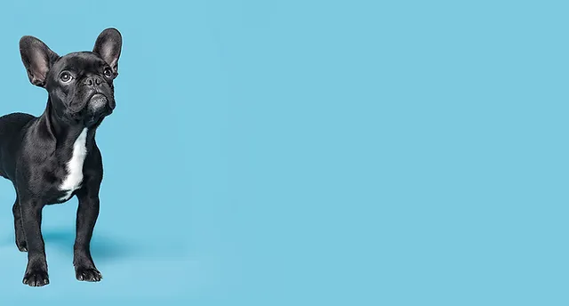 cuttles dog grooming