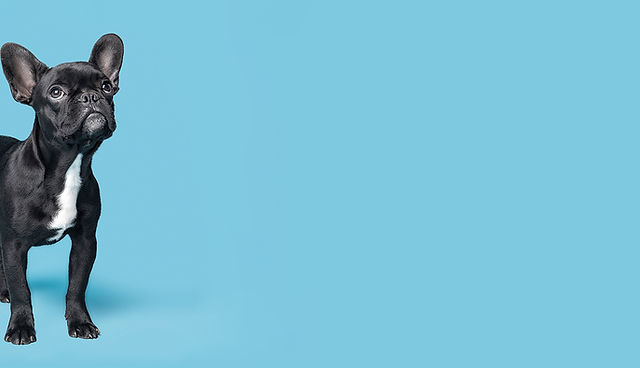 動物と話そう アニマルコミュニケーターあつこ