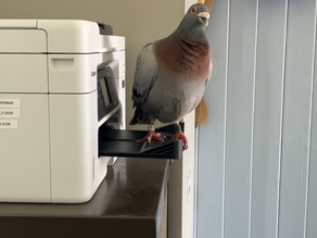 Borve Lodge welcomes long-staying feathered guest