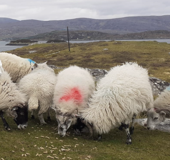 No funding for Harris crofters as farming investment decisions announced