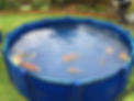 Fish pond