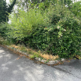 Overgrown shrubbery and long grass encroaching onto the edge of a tarmac parking area