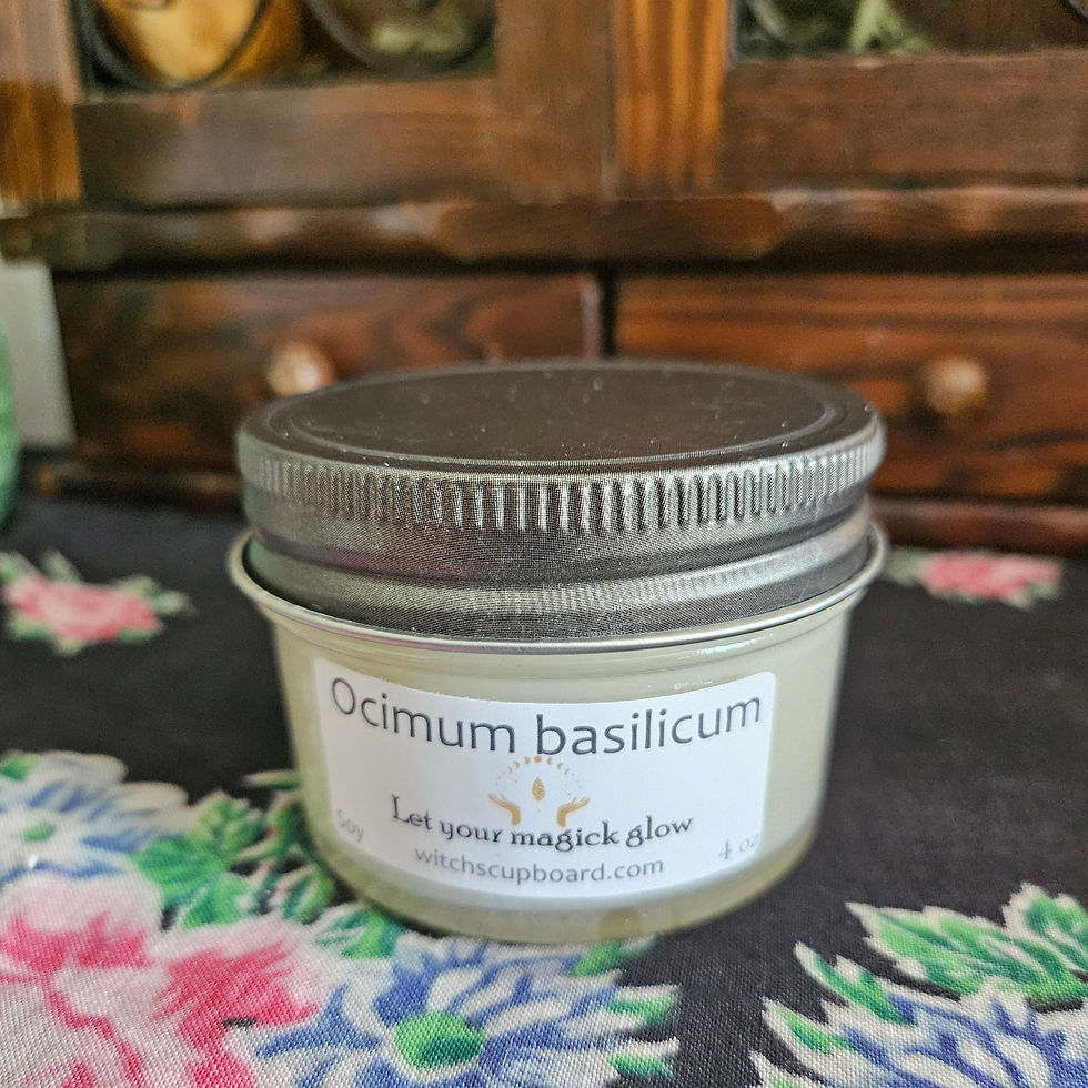 Thumbnail: Ocimum basilicum