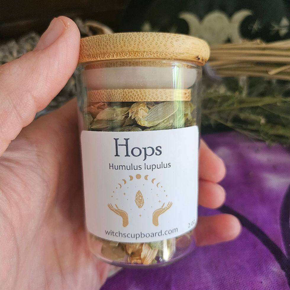 Thumbnail: Hops (Humulus lupulus) - dried