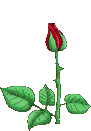 animiertes-rose-bild-0045.gif