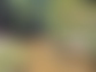 Discover the Natural Beauty of Amamoor State Forest