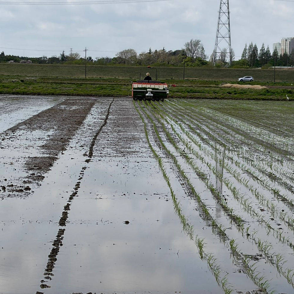↑ 今年初の田植え圃場にて