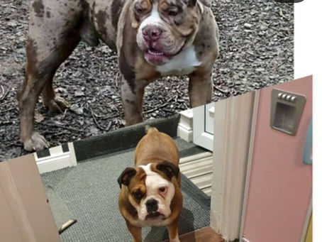 Why Ethical Breeding Matters in Dog Ownership