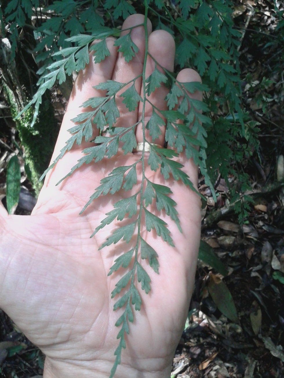 Ave Lavrinha Biodiversidade20171006_1308