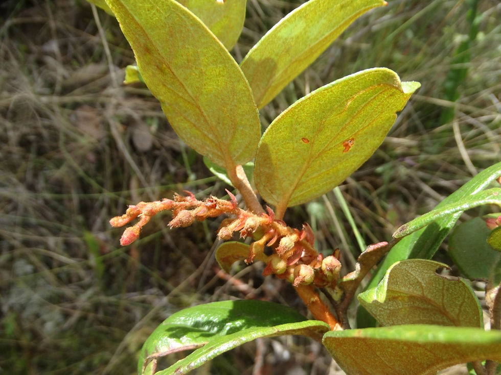Ave Lavrinha Biodiversidade (28)