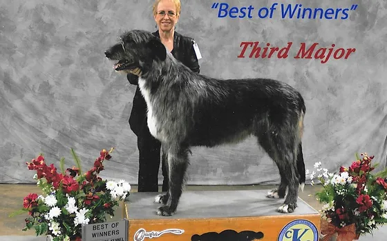 timbercreek irish wolfhounds