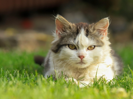 February 21, 2026 Kansas Pet Advocates Weekly Legislative Update