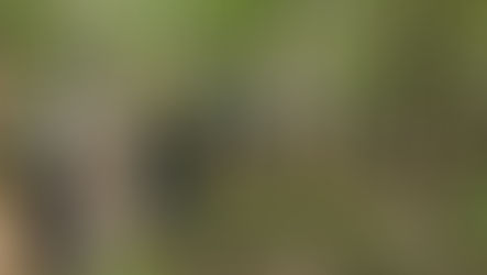 Friends of Resaca Battlefield hosts Georgia Battlefield Association