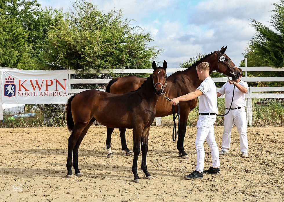 Hx Twice in a Lifetime & HX Candira