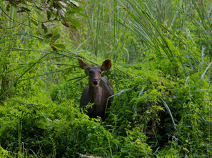 Keystone species and the Green world hypothesis