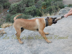 "JORDAN de la Isla de los Volcanes"