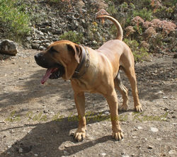 "JORDAN de la Isla de los Volcanes"