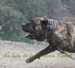 "FARAÓN de la Isla de los Volcanes"