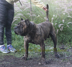 "FARAÓN de la Isla de los Volcanes"