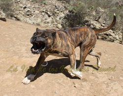 "ATILA de Regañados"