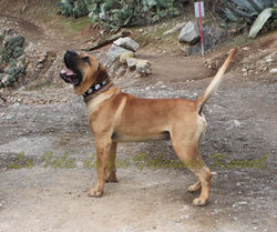 "JORDAN de la Isla de los Volcanes"