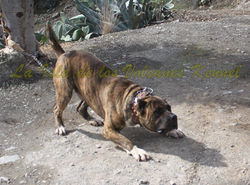 "ATILA de Regañados"