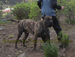 "FARAÓN de la Isla de los Volcanes"